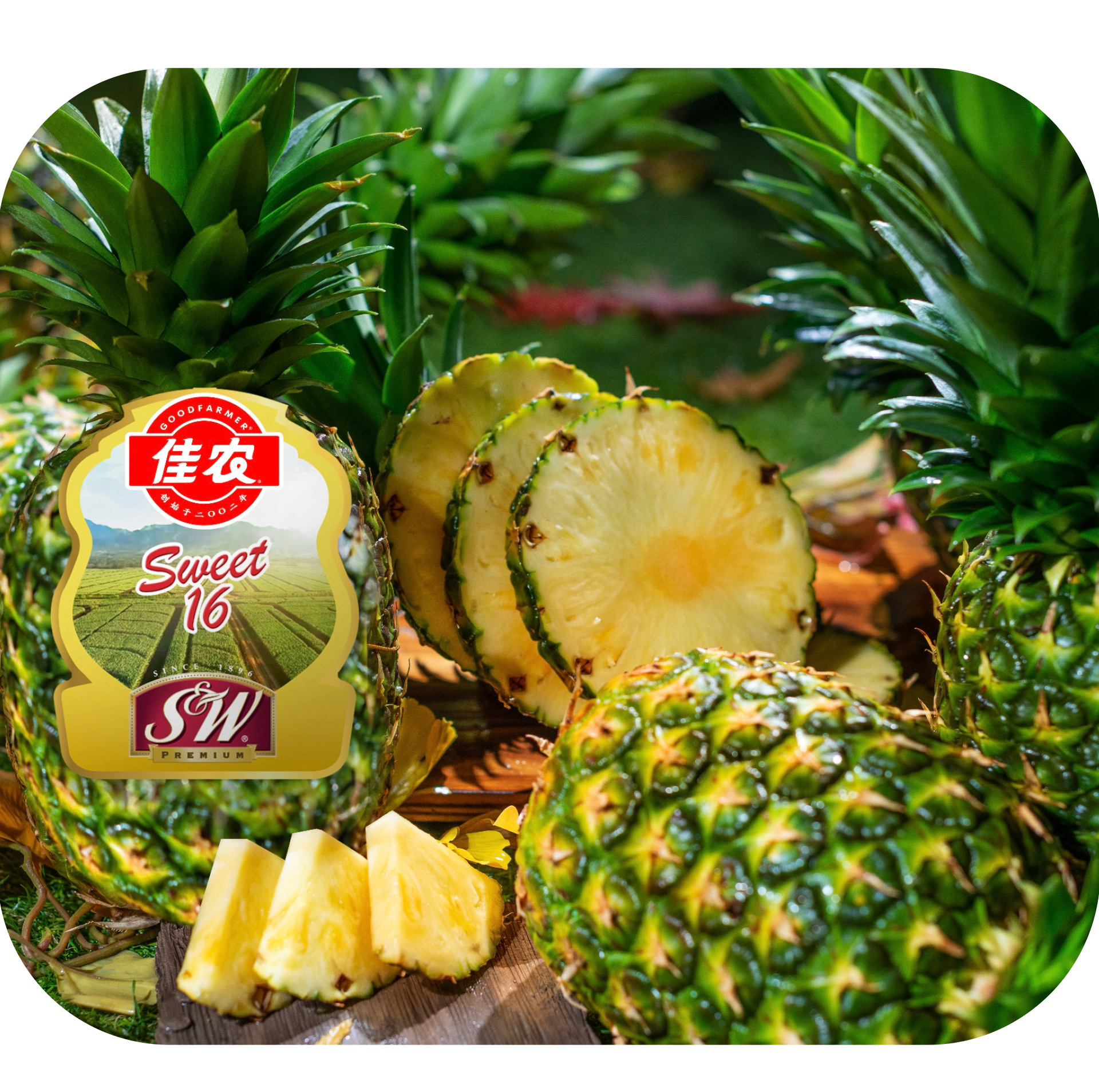 自有产品二级页面-菠萝英文版-拷贝_01.jpg