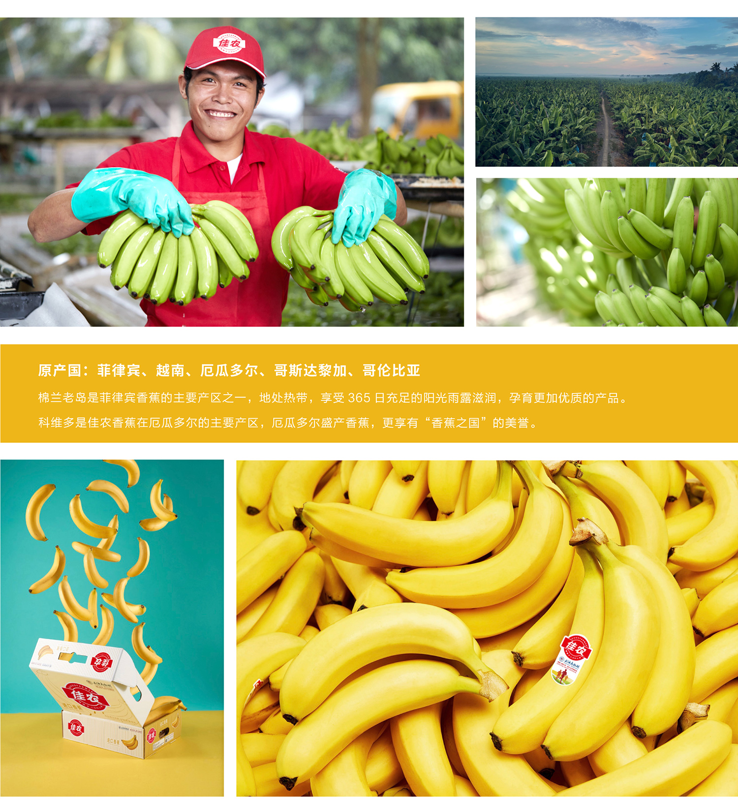 网站香蕉详情页_02.jpg