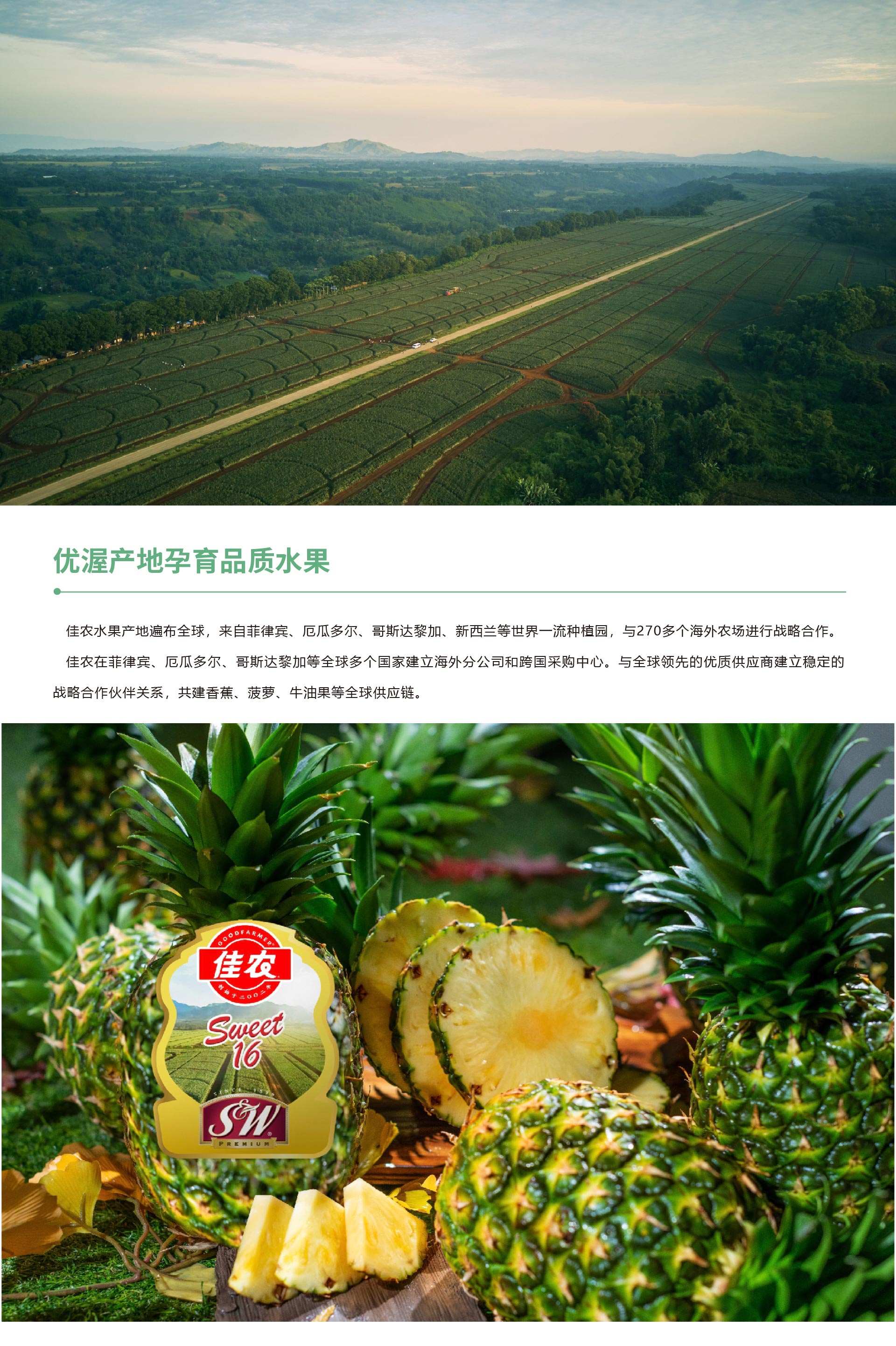 网站菠萝详情页_01.jpg