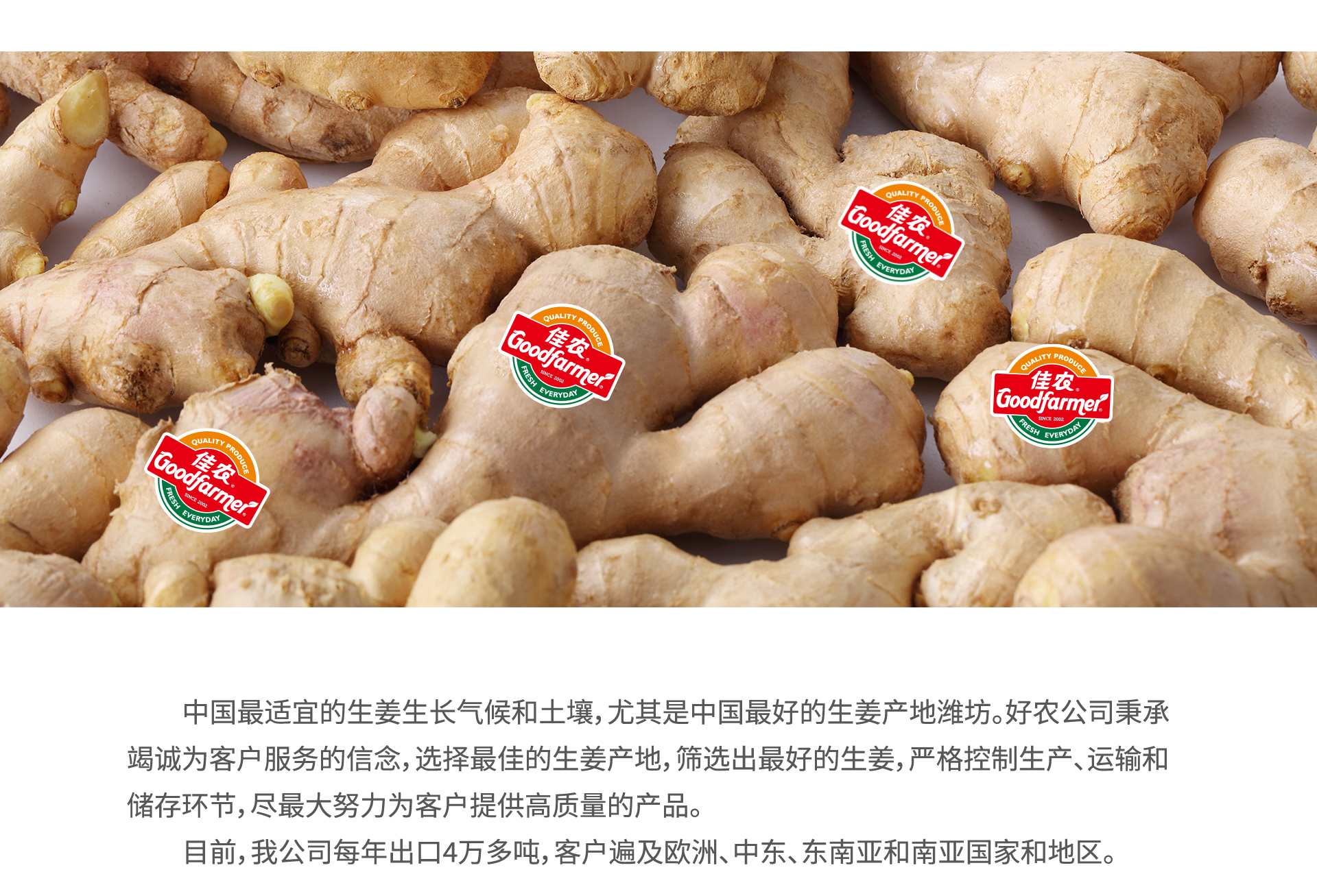 出口生姜_03.jpg